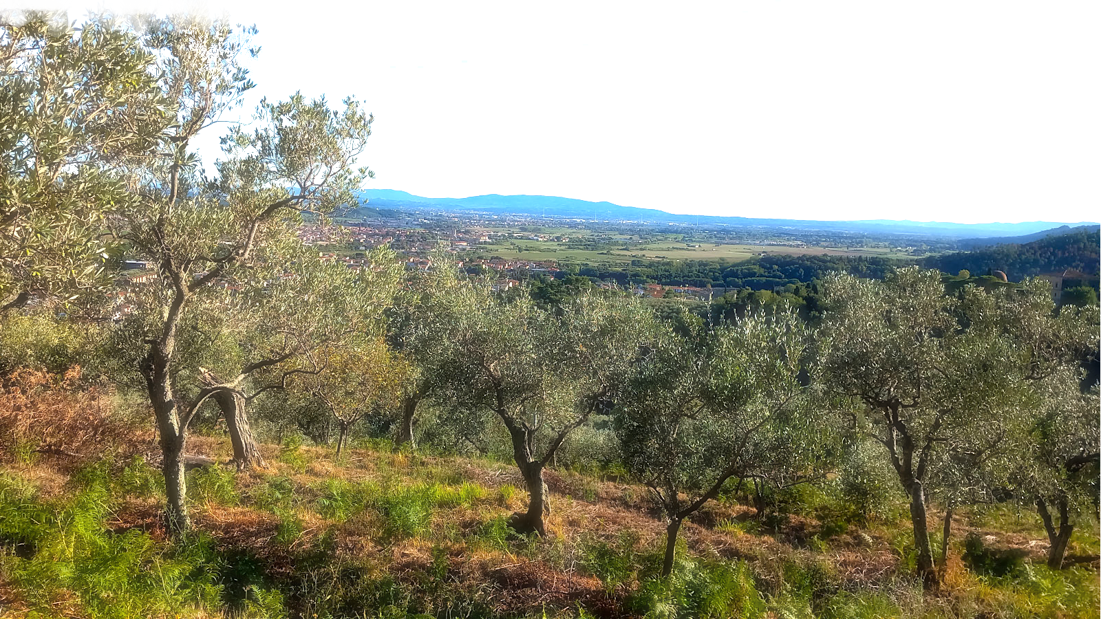 Monti pisani produzione di olio extravergine d'oliva EVO di qualità
